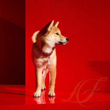 Ошейник 41см коллекции Louxor бренда Baccarat