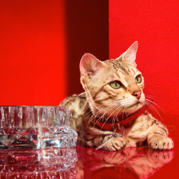 Миска 14,3см коллекции Louxor бренда Baccarat