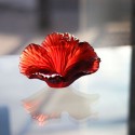 Коллекция Hibiscus бренда Daum