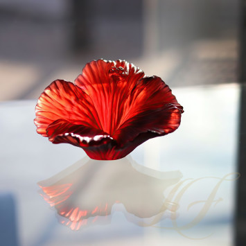 Коллекция Hibiscus бренда Daum