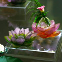 Коллекция Jardin de Lotus бренда Daum