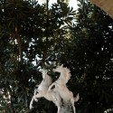 Коллекция Королевство животных бренда Lladro
